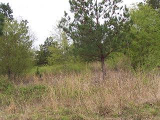 5 Cricket Tree Road Salley, SC 29137 - Photo 1 of 8