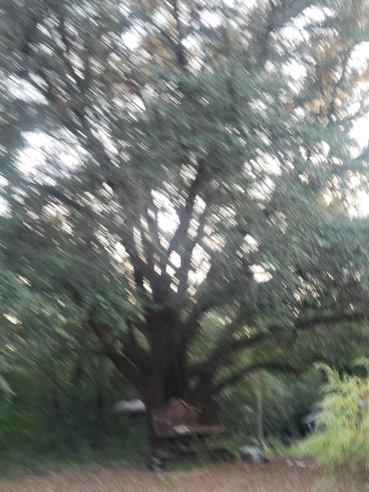 1792 County Highway 183 South DeFuniak Springs, FL 32435 - Photo 7 of 9 a view of tree