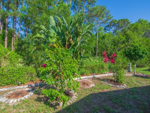 a view of a yard with plants and large trees