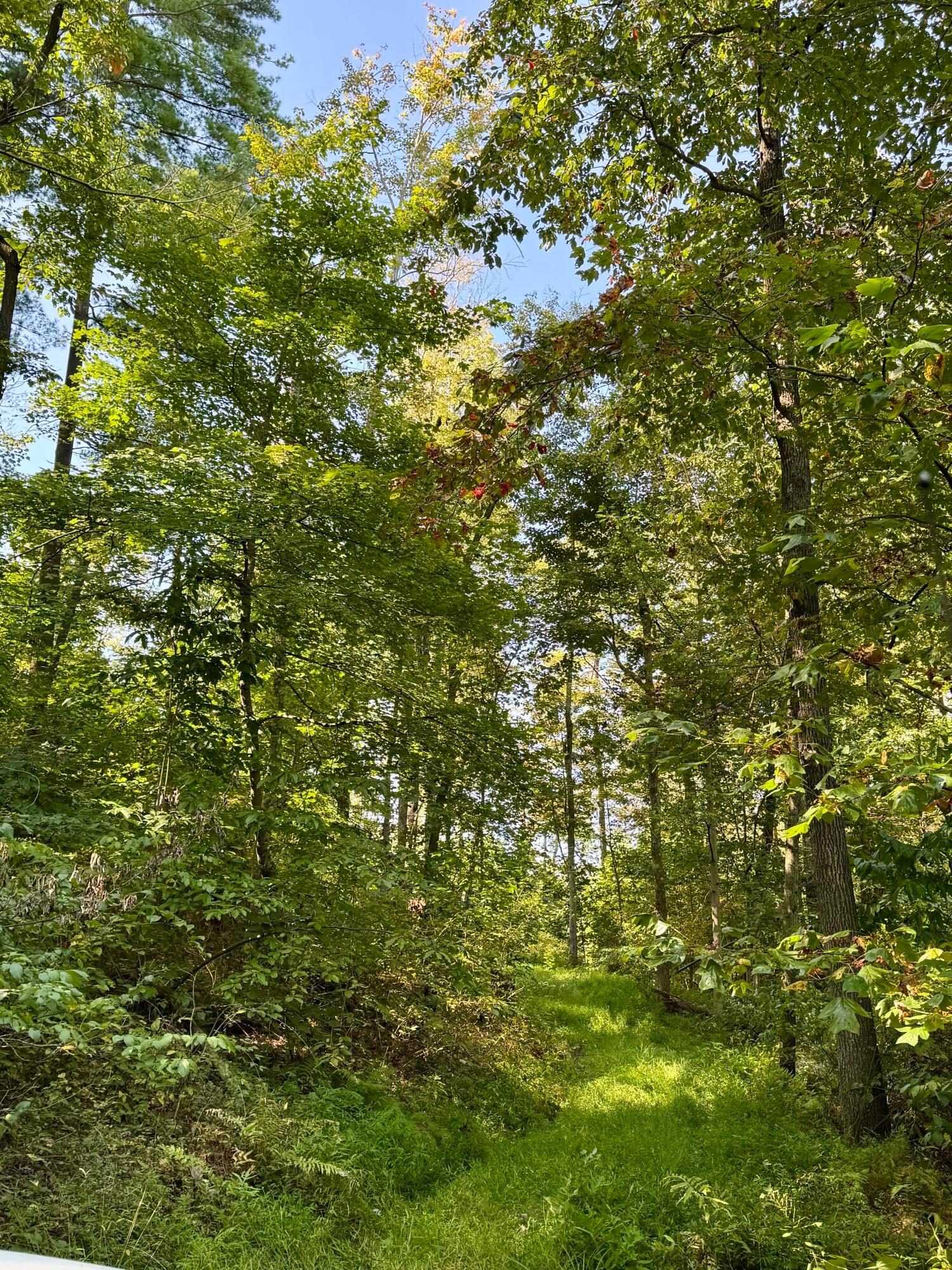 26501 Sowers Road McArthur, OH 45651 - Photo 16 of 64 drivable trails throughout