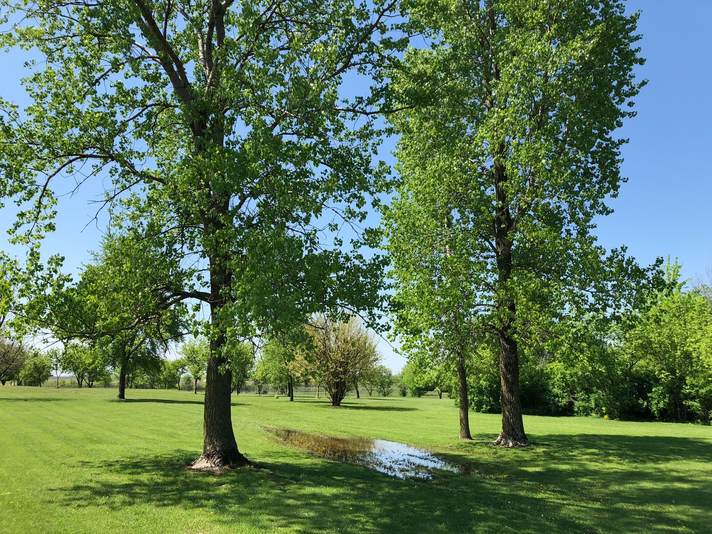 2437 Quarry Road Ashton, IL 61006 - Photo 11 of 13 a view of a trees with a yard