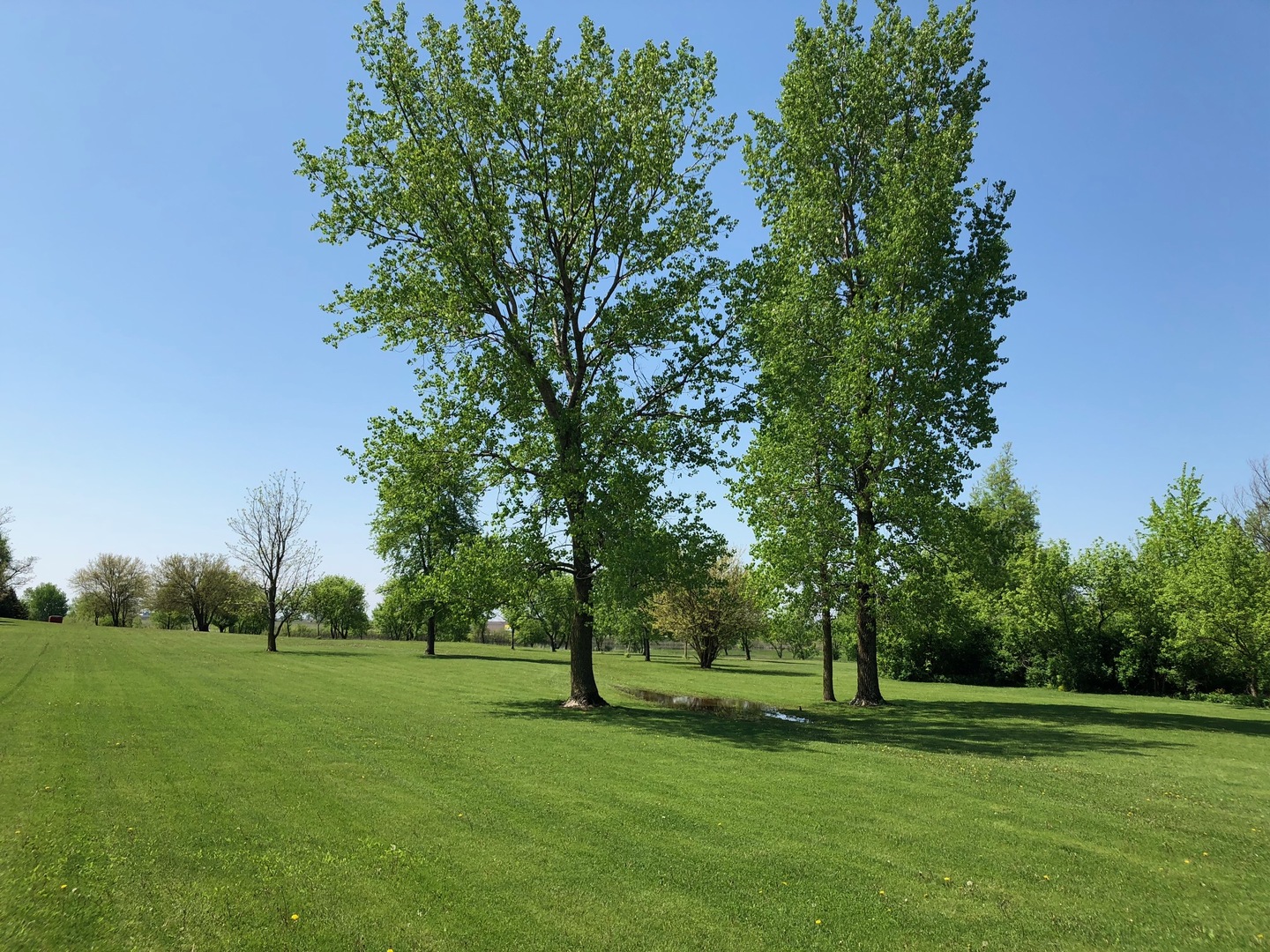 2437 Quarry Road Ashton, IL 61006 - Photo 9 of 13 a yard with lots of trees