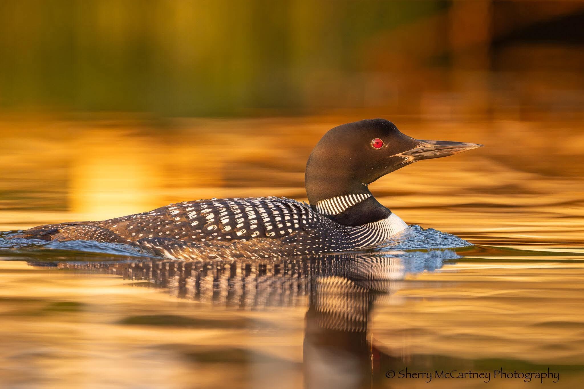 31092 Lincoln Beach Road Cushing, MN 56443 - Photo 49 of 50