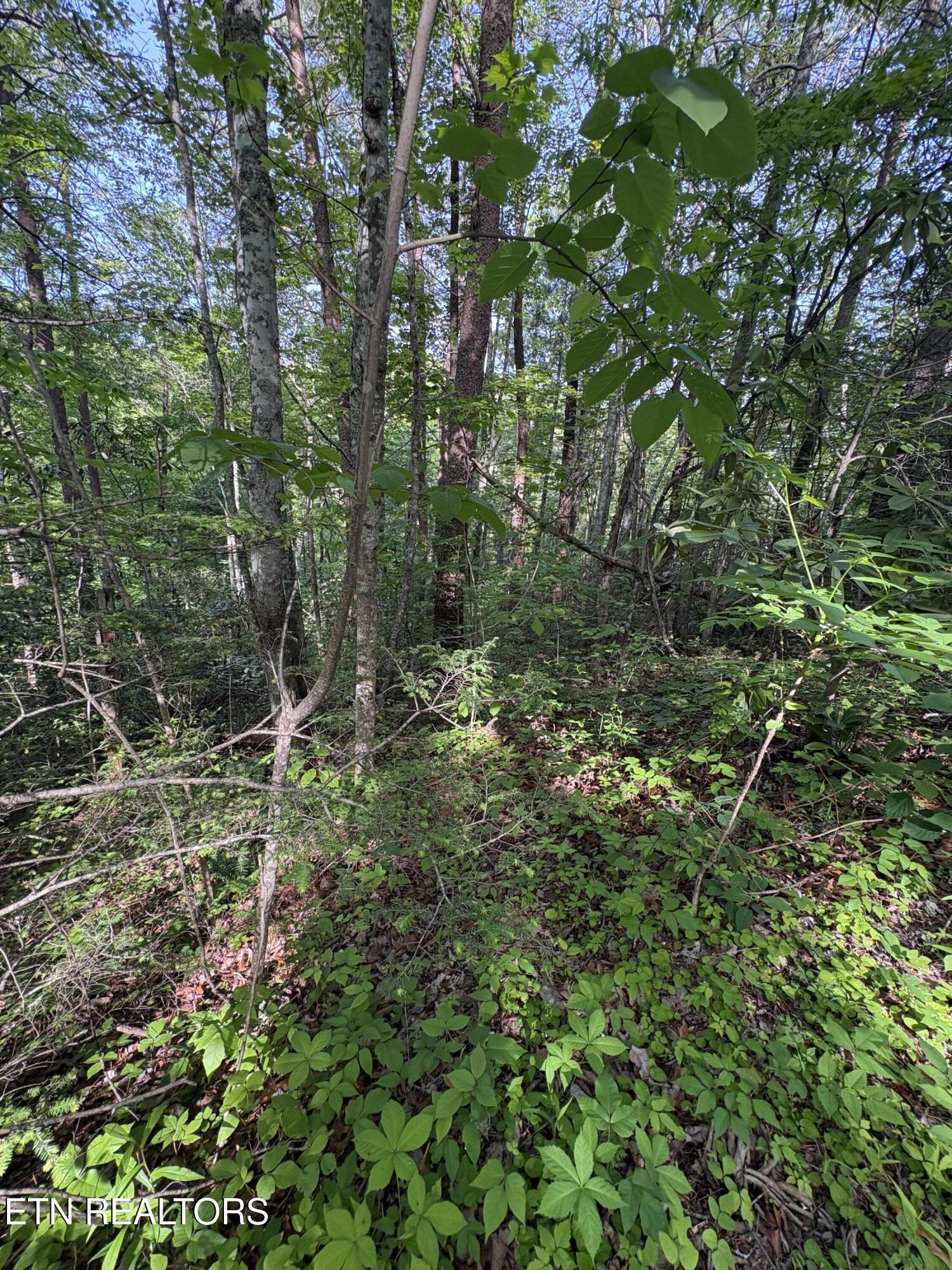 Lot 6 Walnut Flats Road Walland, TN 37886 - Photo 3 of 11 IMG_3934