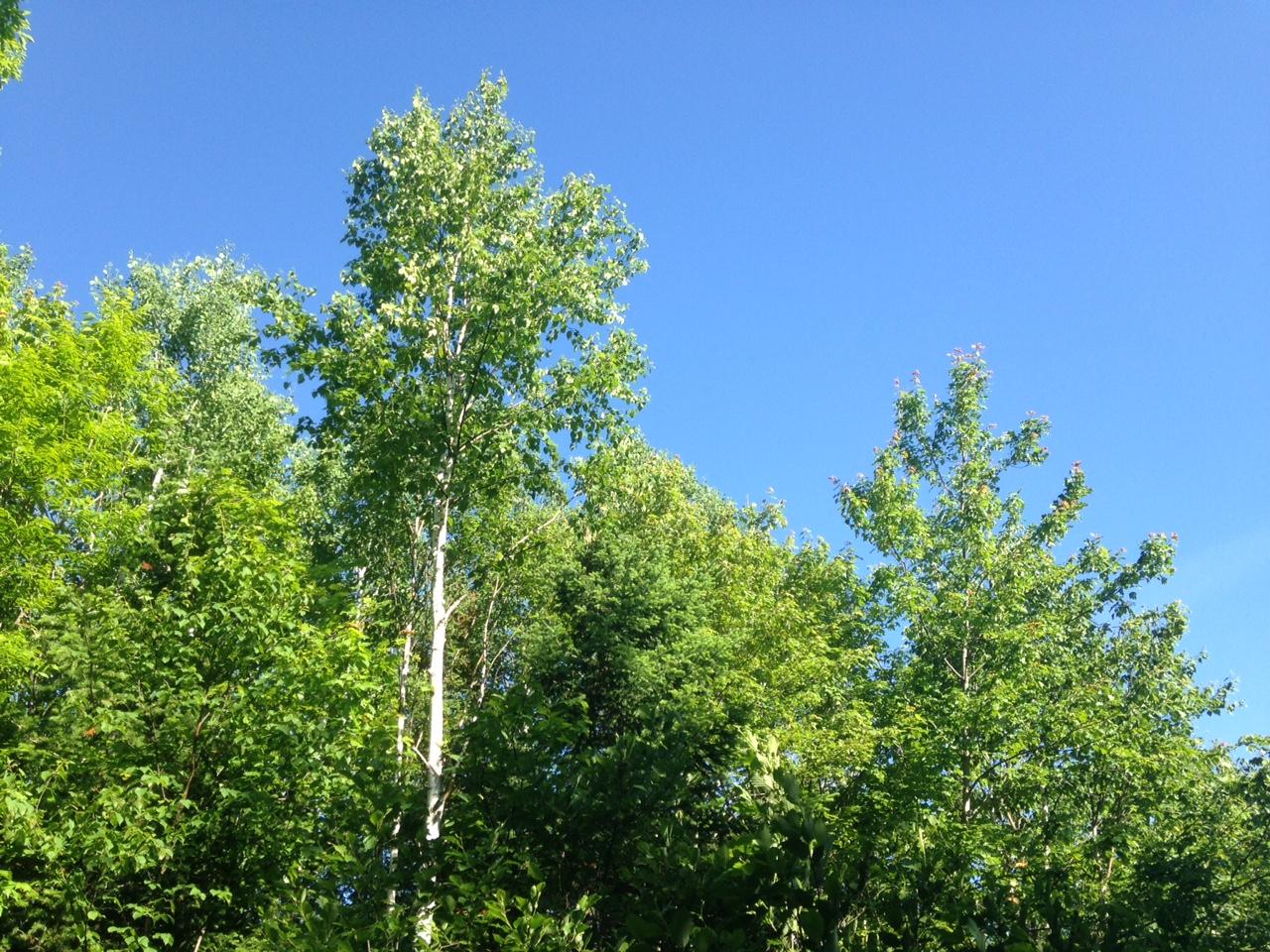 20 Winding Road Bradford, ME 04410 - Photo 13 of 13 trees8