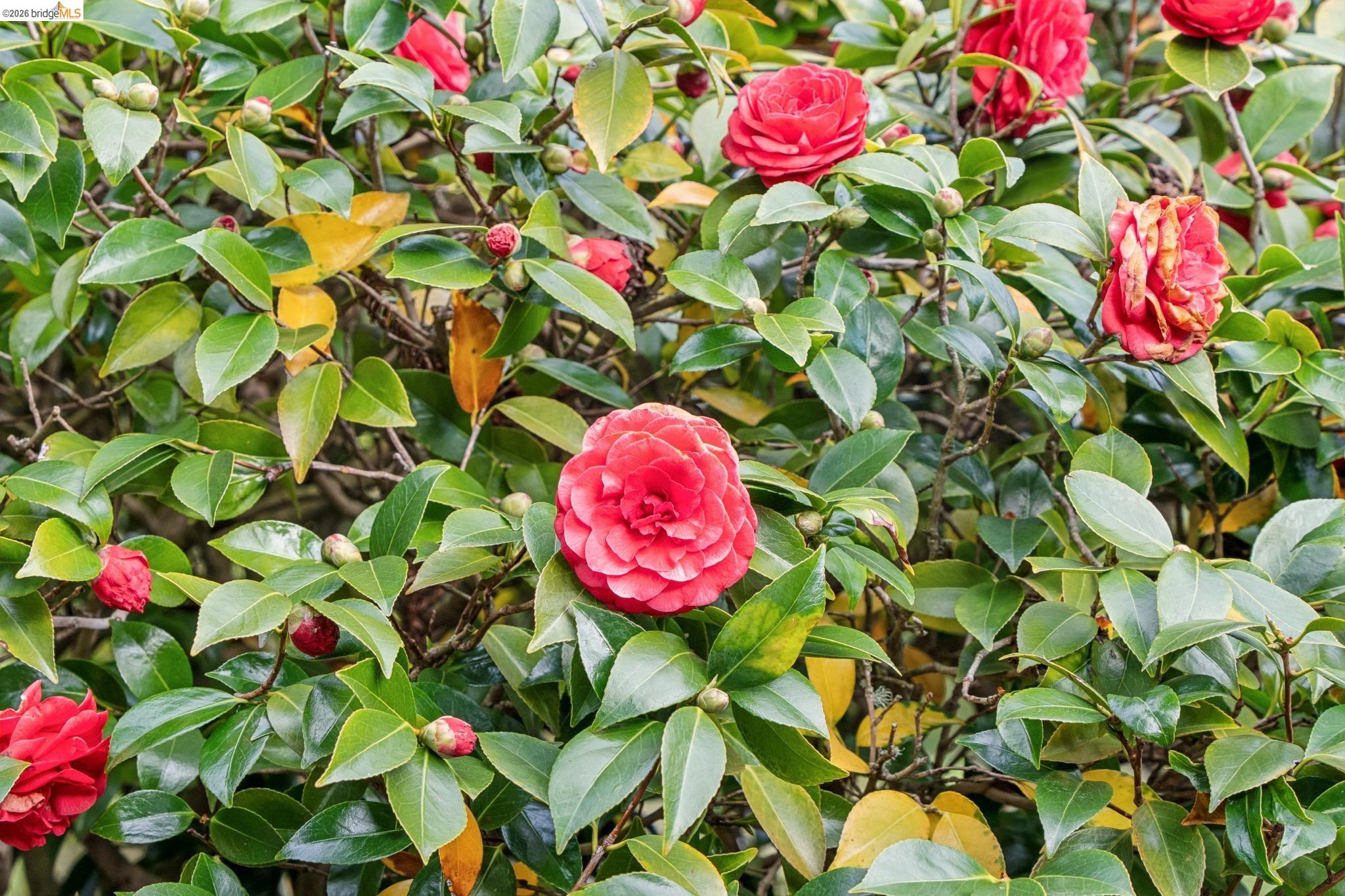 1155 Keeler Avenue Berkeley, CA 94708 - Photo 45 of 45 a view of a flower