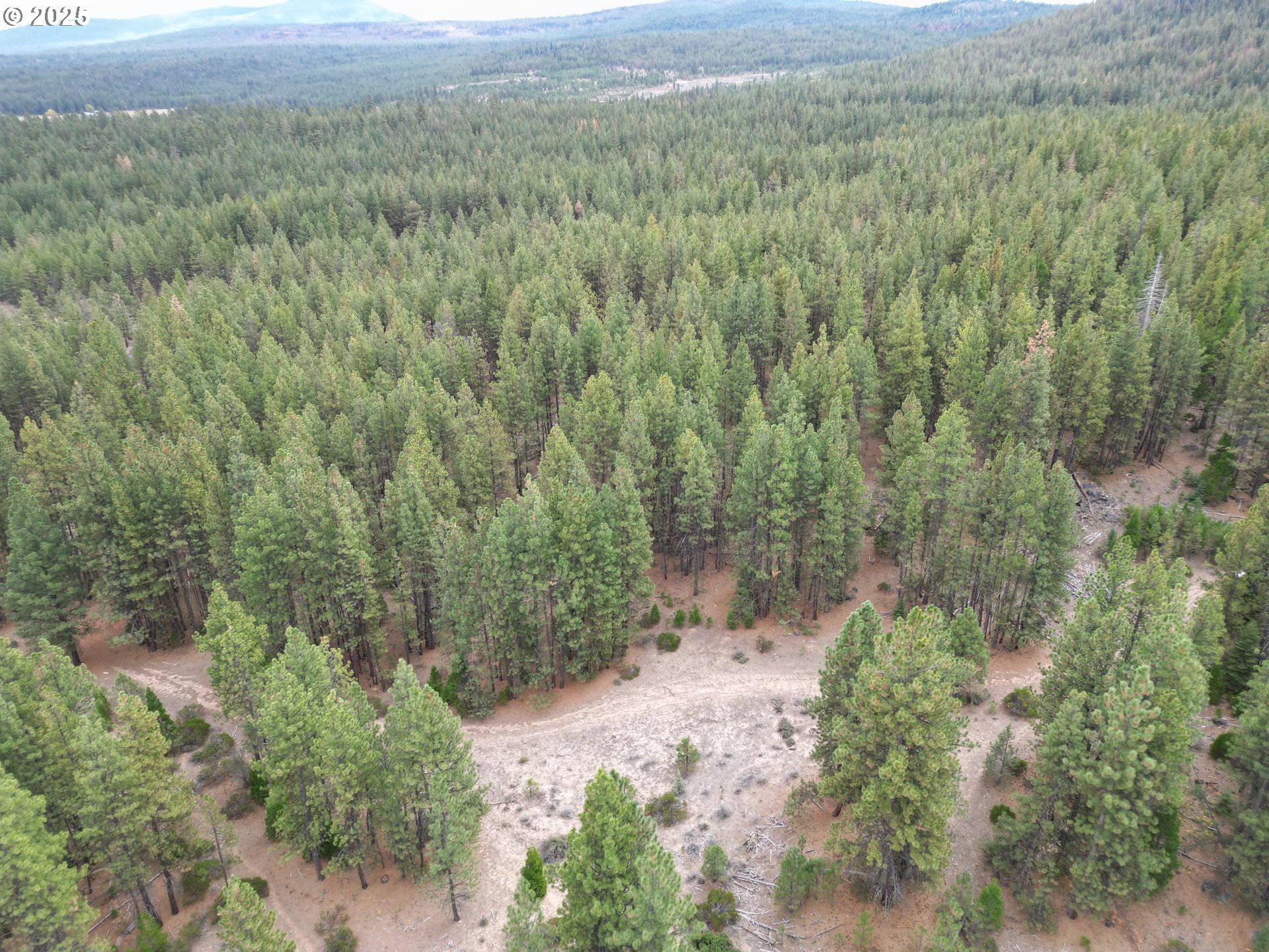a view of a forest with a street