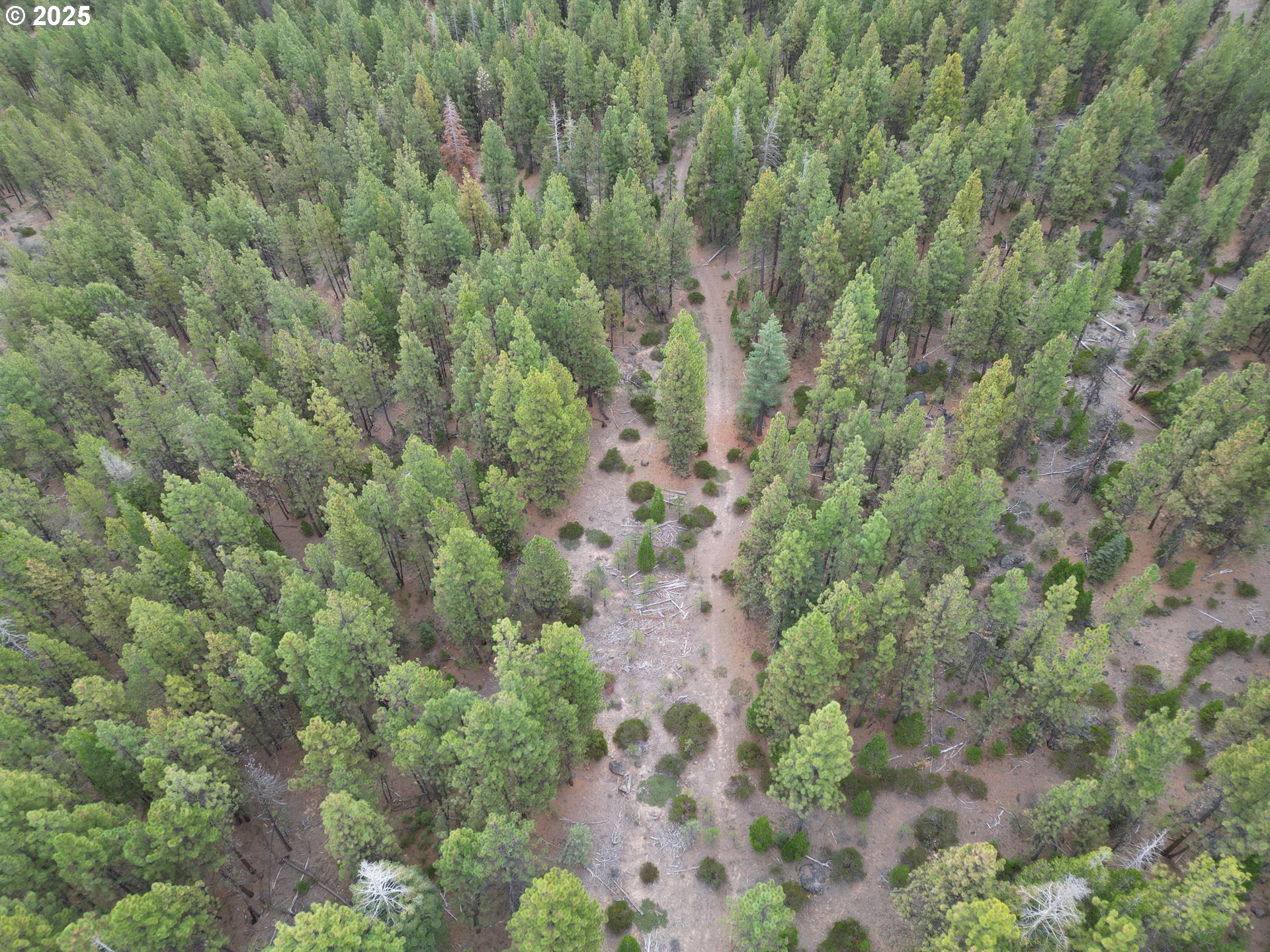 0 Whiskey Creek Road Sprague River, OR 97639 - Photo 12 of 41 a view of a forest with a tree