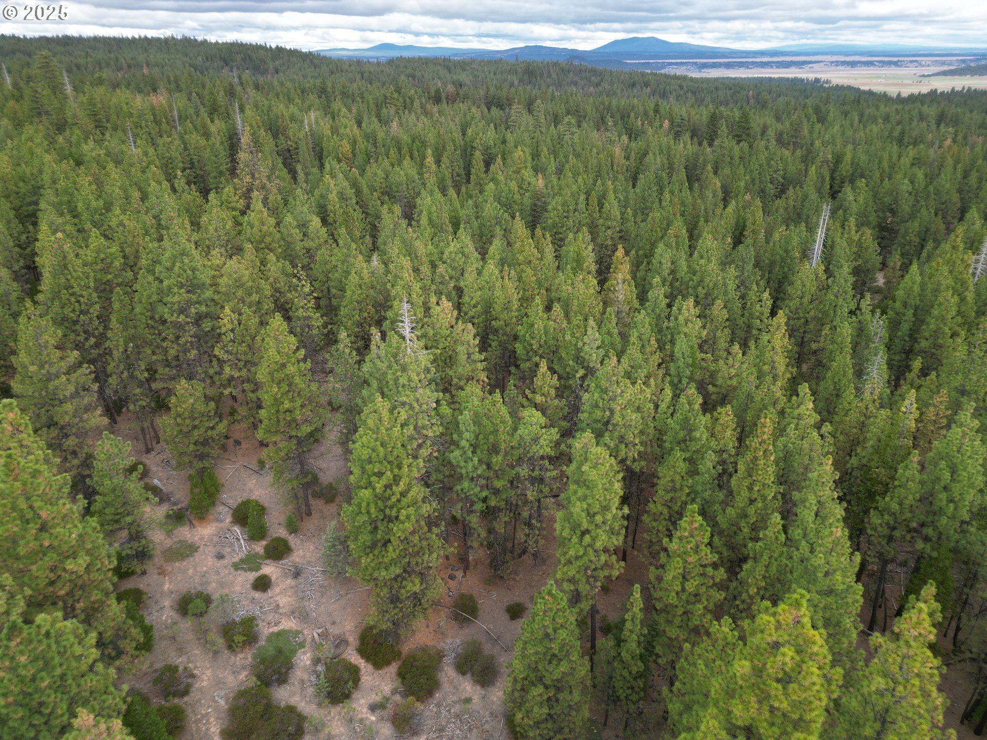 0 Whiskey Creek Road Sprague River, OR 97639 - Photo 14 of 41 a view of a lush green forest with lots of trees