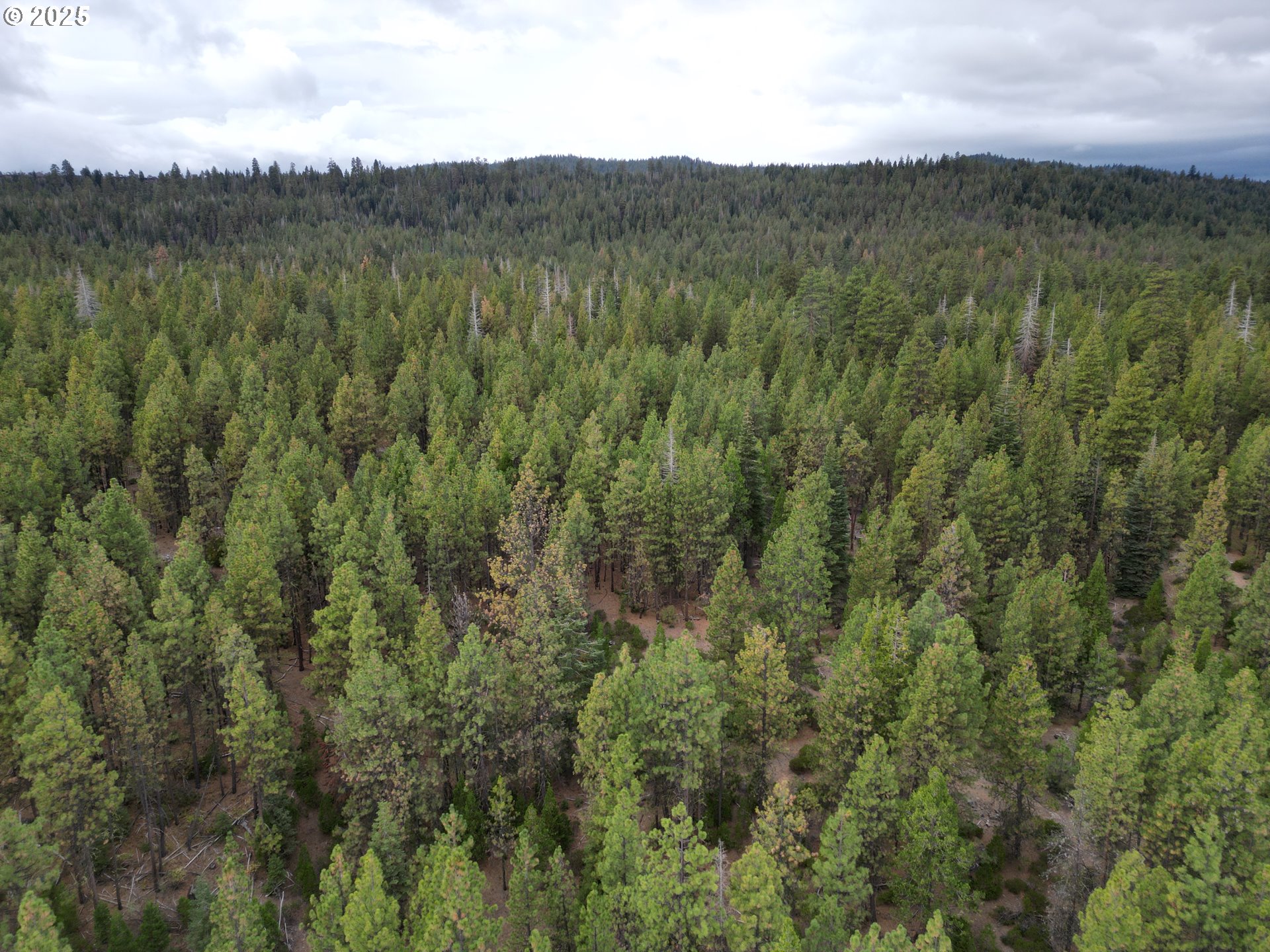 0 Whiskey Creek Road Sprague River, OR 97639 - Photo 15 of 41 a view of a lush green forest with lush green forest