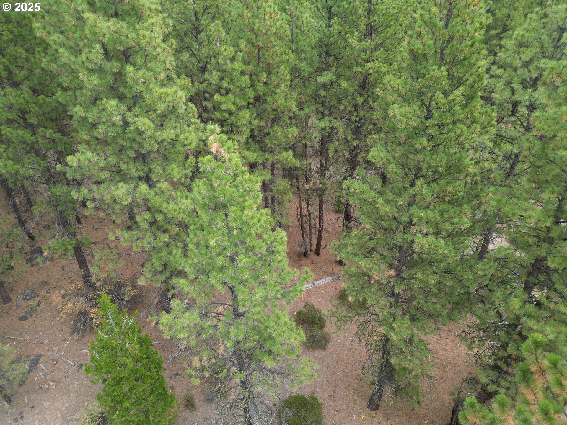 0 Whiskey Creek Road Sprague River, OR 97639 - Photo 17 of 41 a view of a forest with a tree