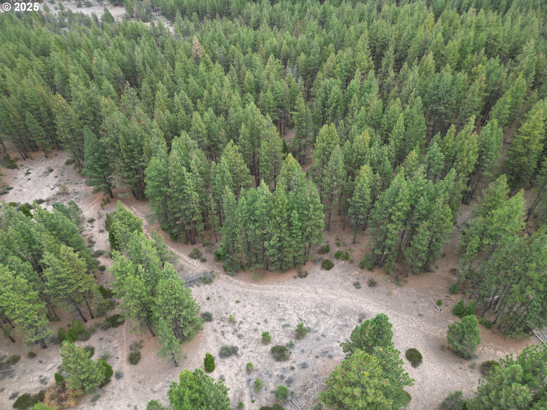 0 Whiskey Creek Road Sprague River, OR 97639 - Photo 18 of 41 a view of a forest with tall trees