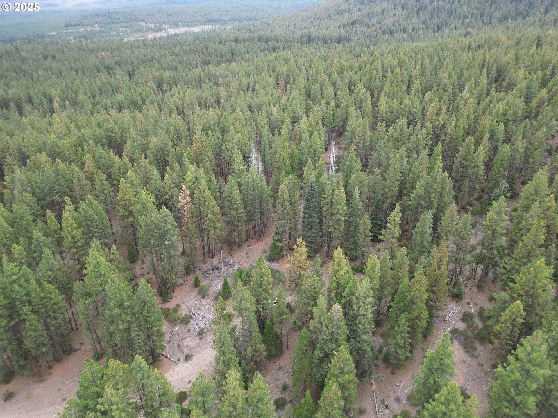 0 Whiskey Creek Road Sprague River, OR 97639 - Photo 19 of 41 a view of a forest with a street