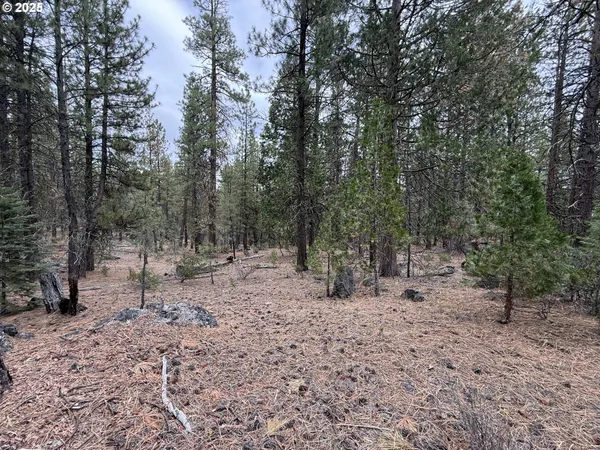 a view of a forest filled with trees