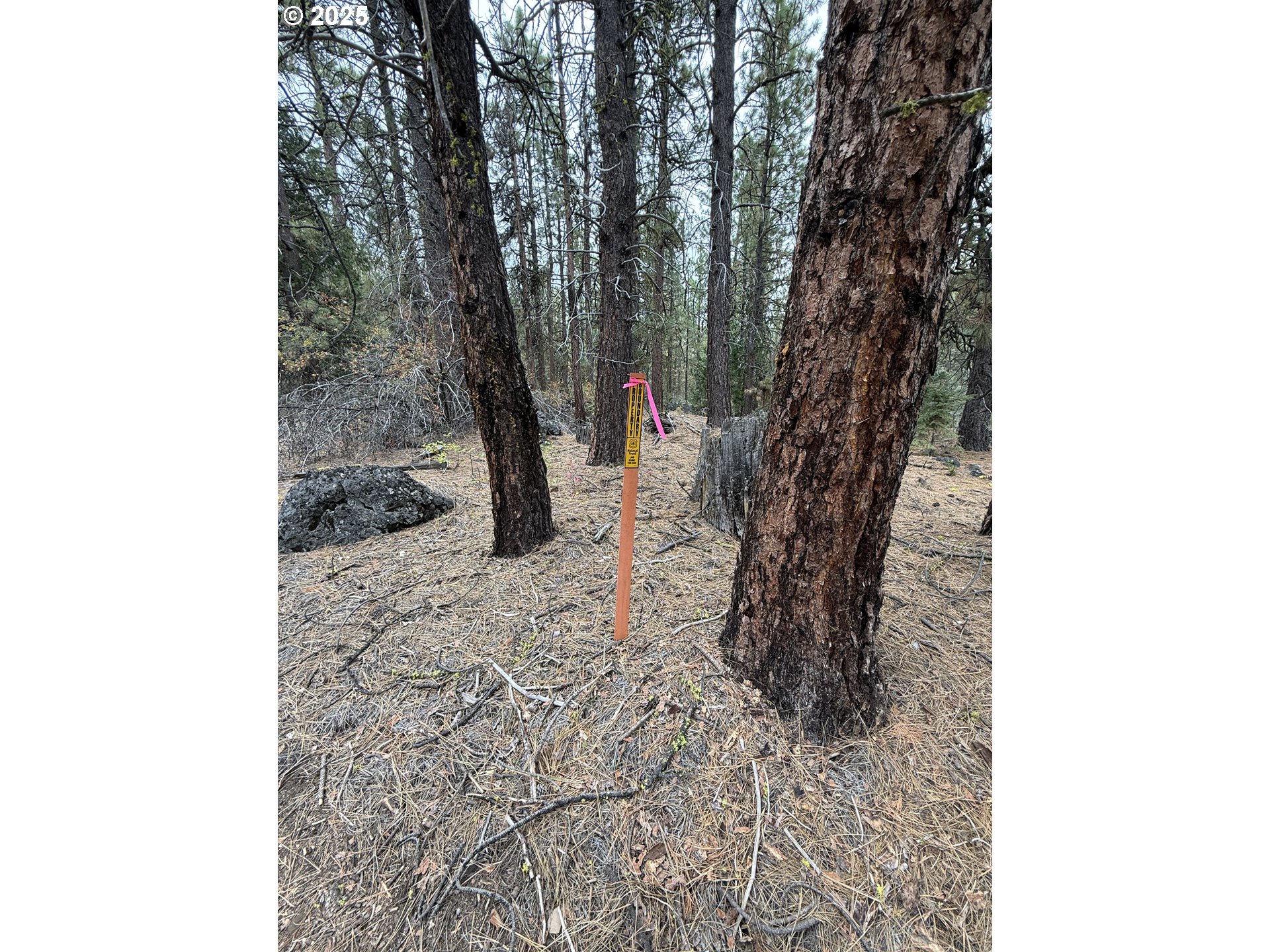 0 Whiskey Creek Road Sprague River, OR 97639 - Photo 23 of 41 a picture of a tree