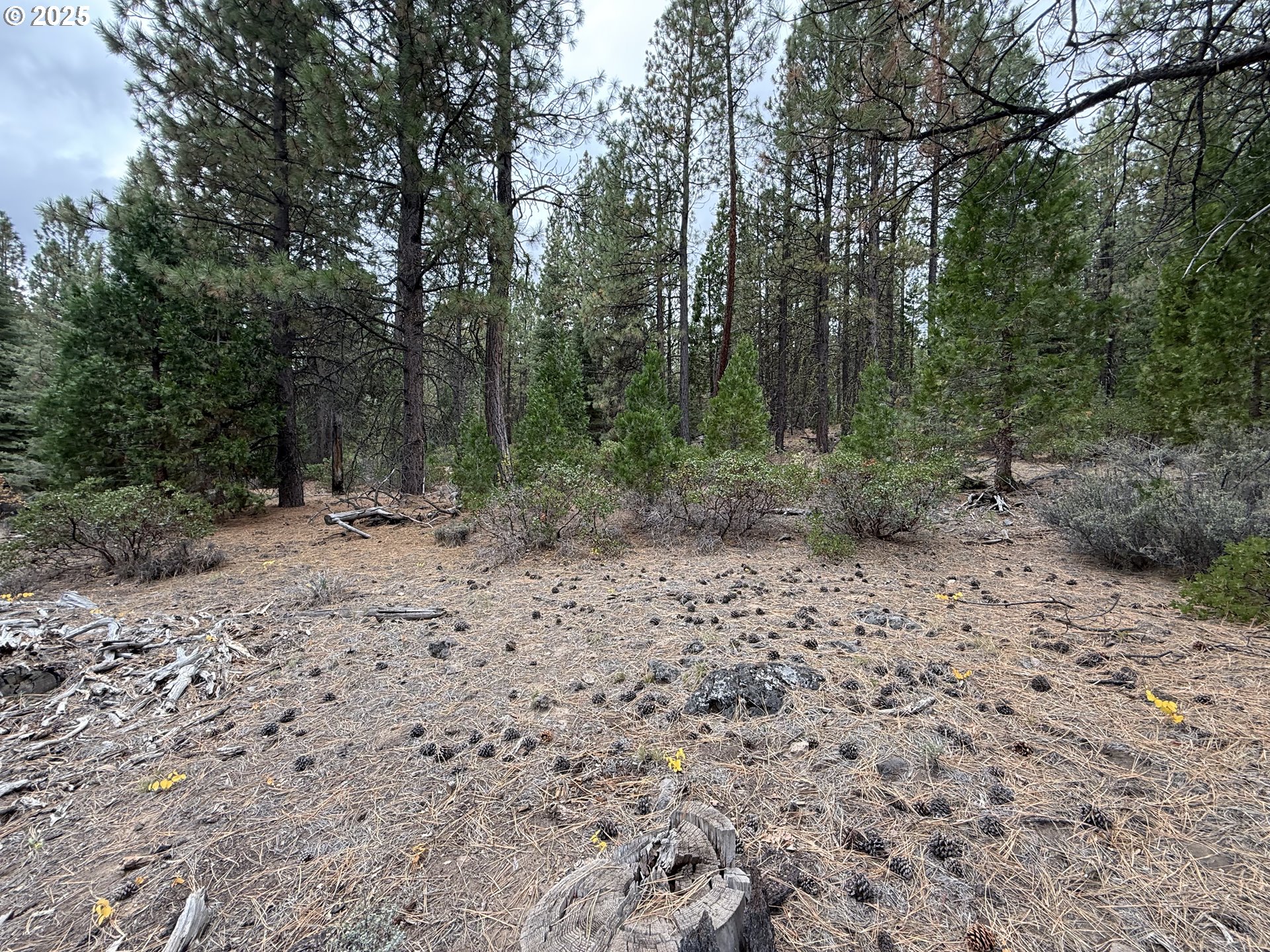 0 Whiskey Creek Road Sprague River, OR 97639 - Photo 24 of 41 a view of a forest with trees in the background