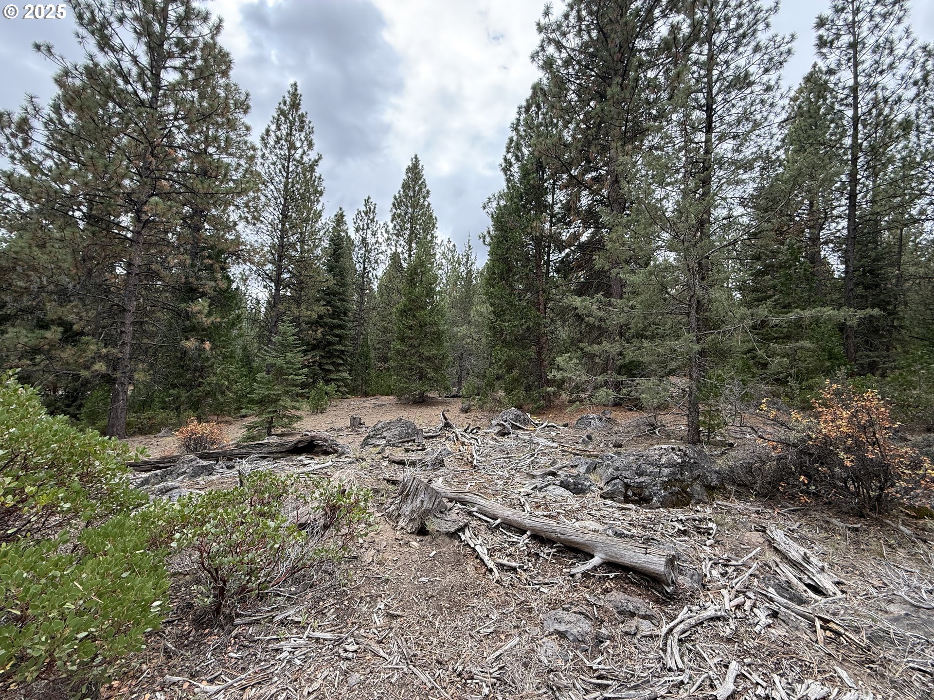 0 Whiskey Creek Road Sprague River, OR 97639 - Photo 25 of 41 a view of a forest with lots of trees