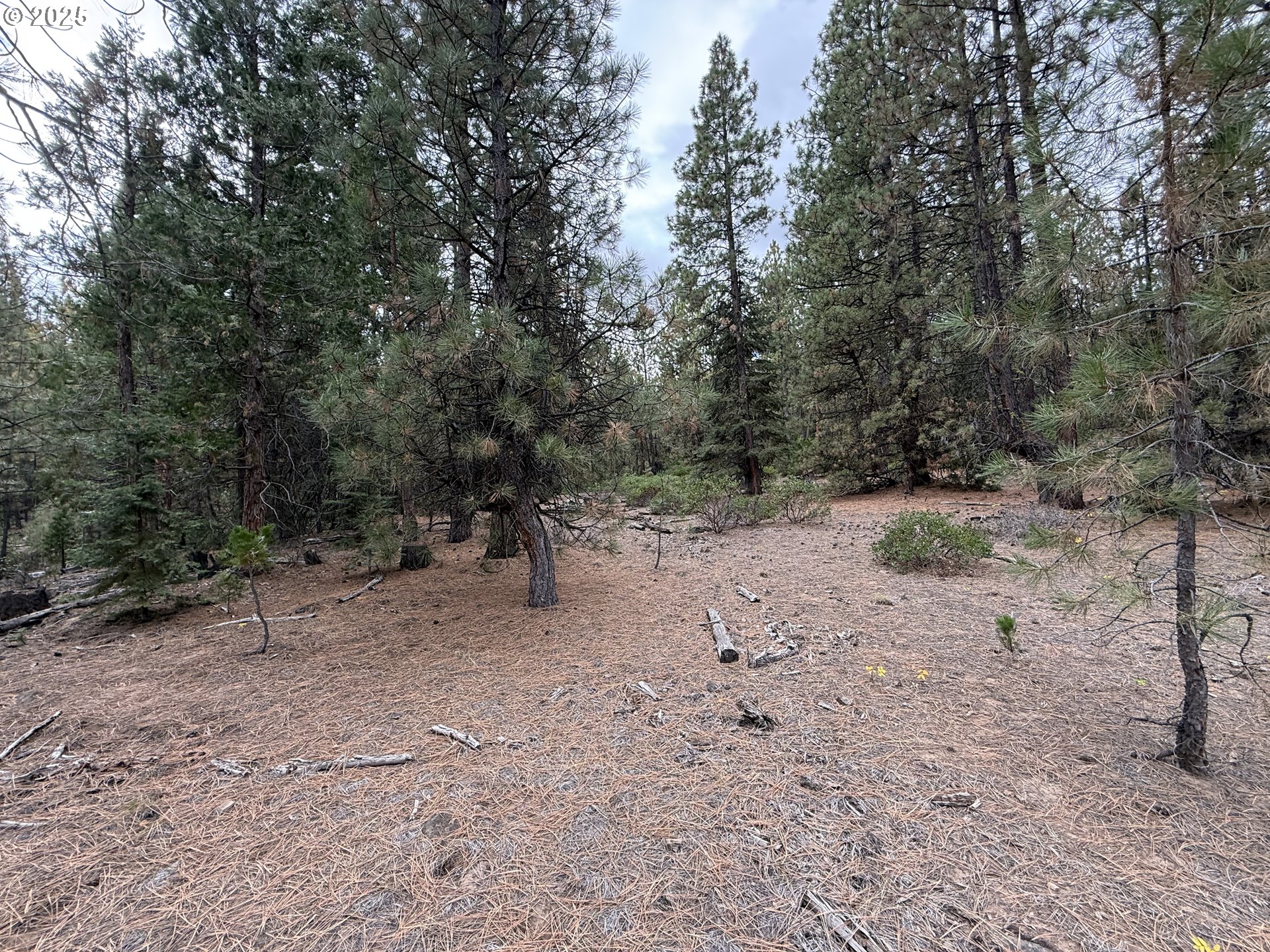 0 Whiskey Creek Road Sprague River, OR 97639 - Photo 29 of 41 a view of a forest with trees in the background