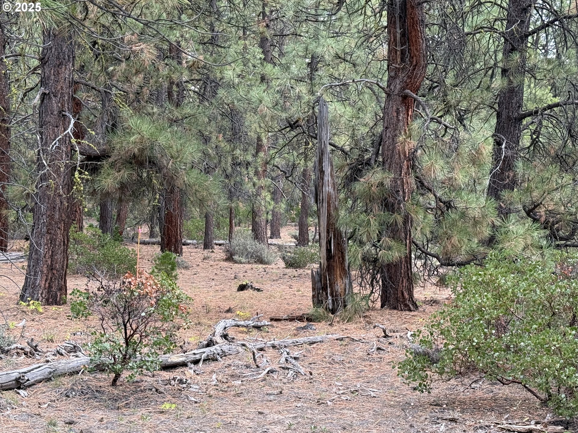 0 Whiskey Creek Road Sprague River, OR 97639 - Photo 3 of 41 a view of a yard with a tree