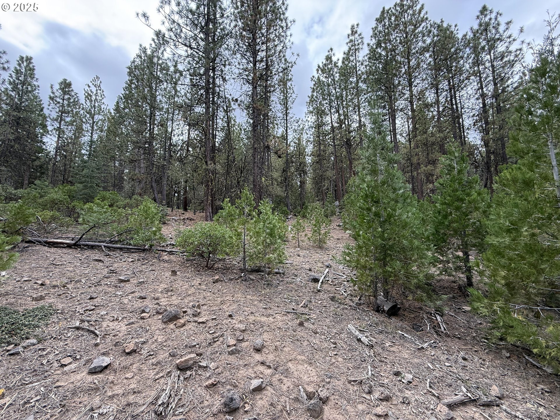 0 Whiskey Creek Road Sprague River, OR 97639 - Photo 33 of 41 a view of a forest with trees in the background