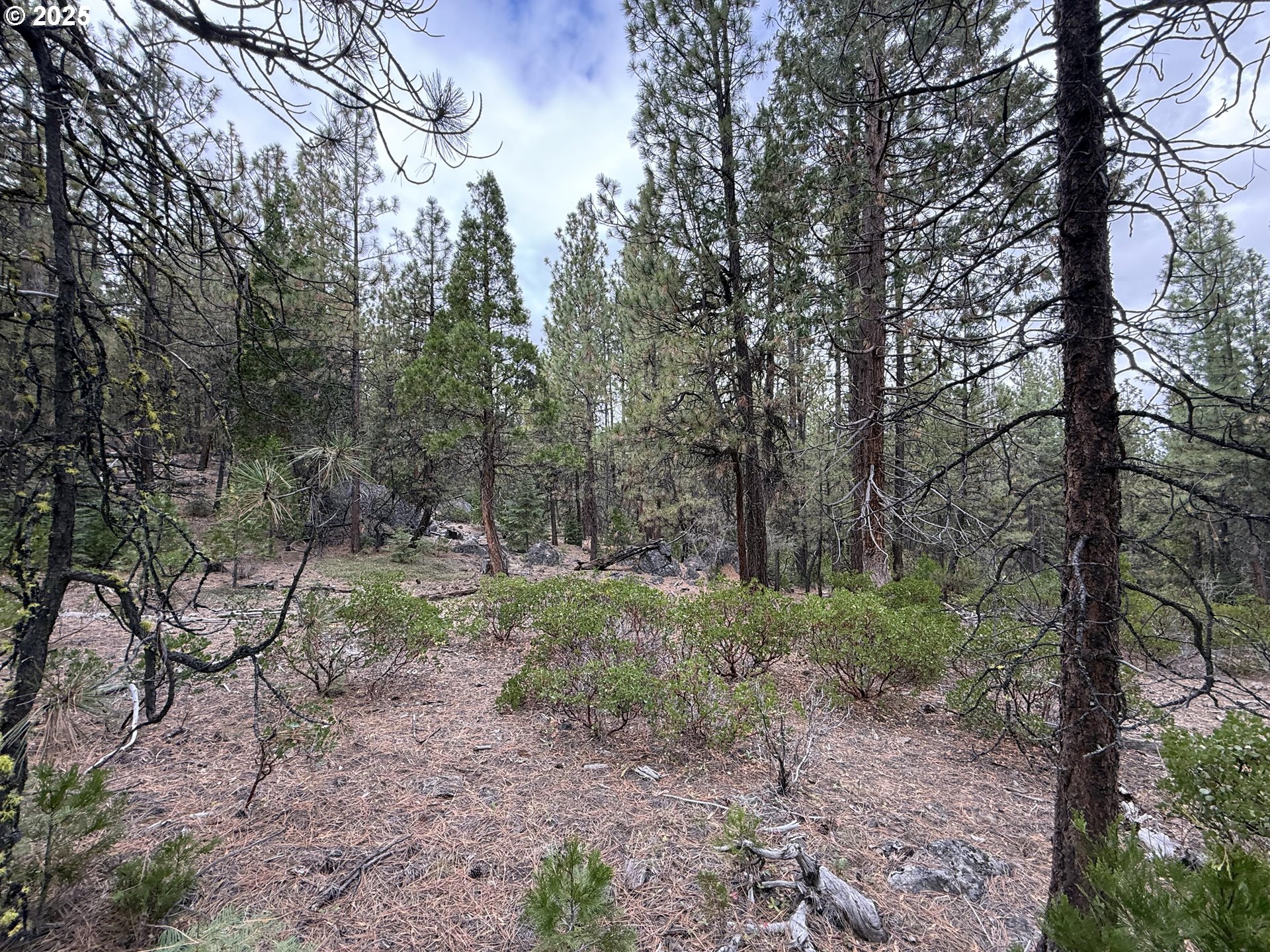 0 Whiskey Creek Road Sprague River, OR 97639 - Photo 34 of 41 a view of a forest filled with trees