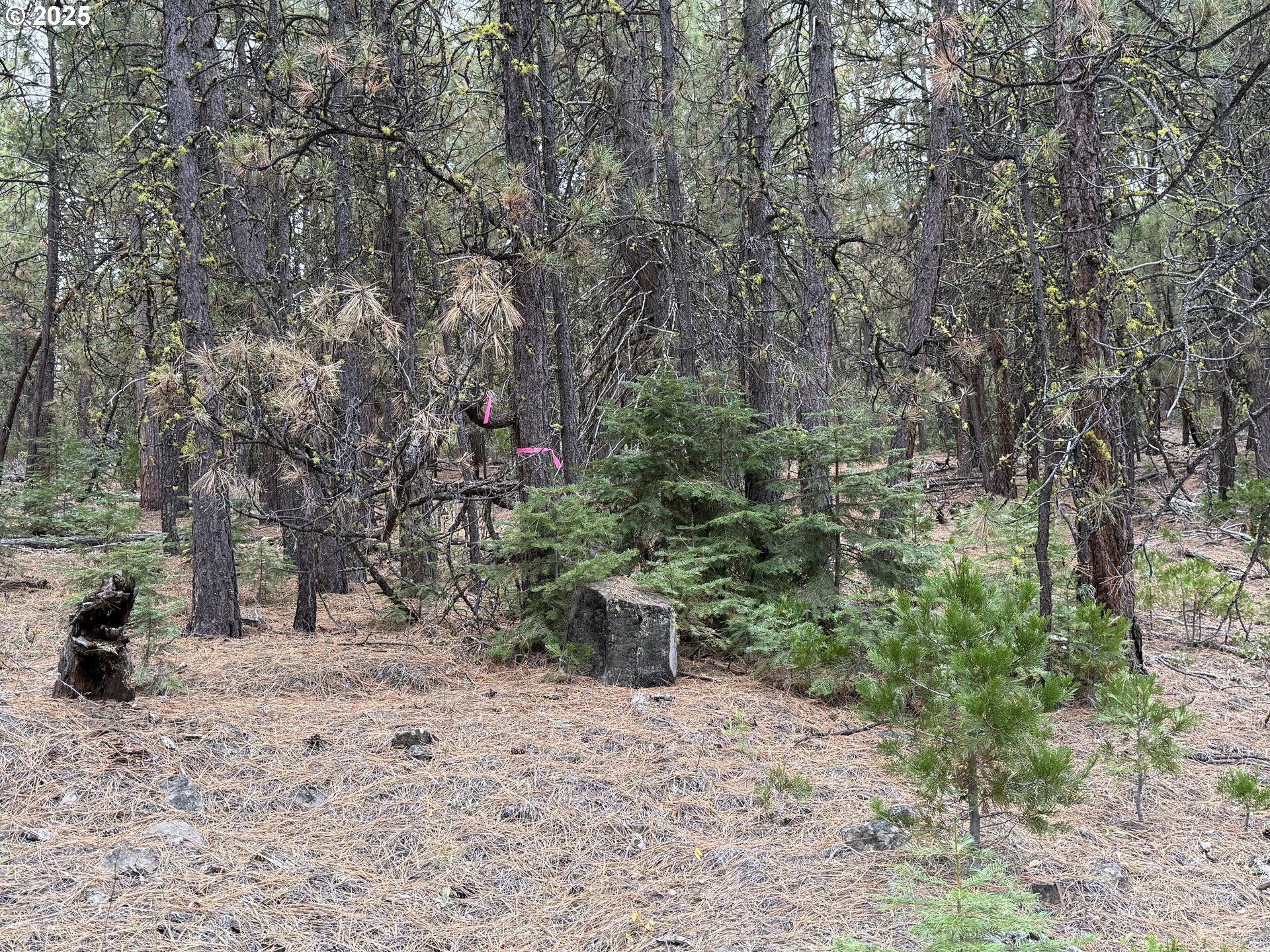 0 Whiskey Creek Road Sprague River, OR 97639 - Photo 35 of 41 a view of a yard with a tree
