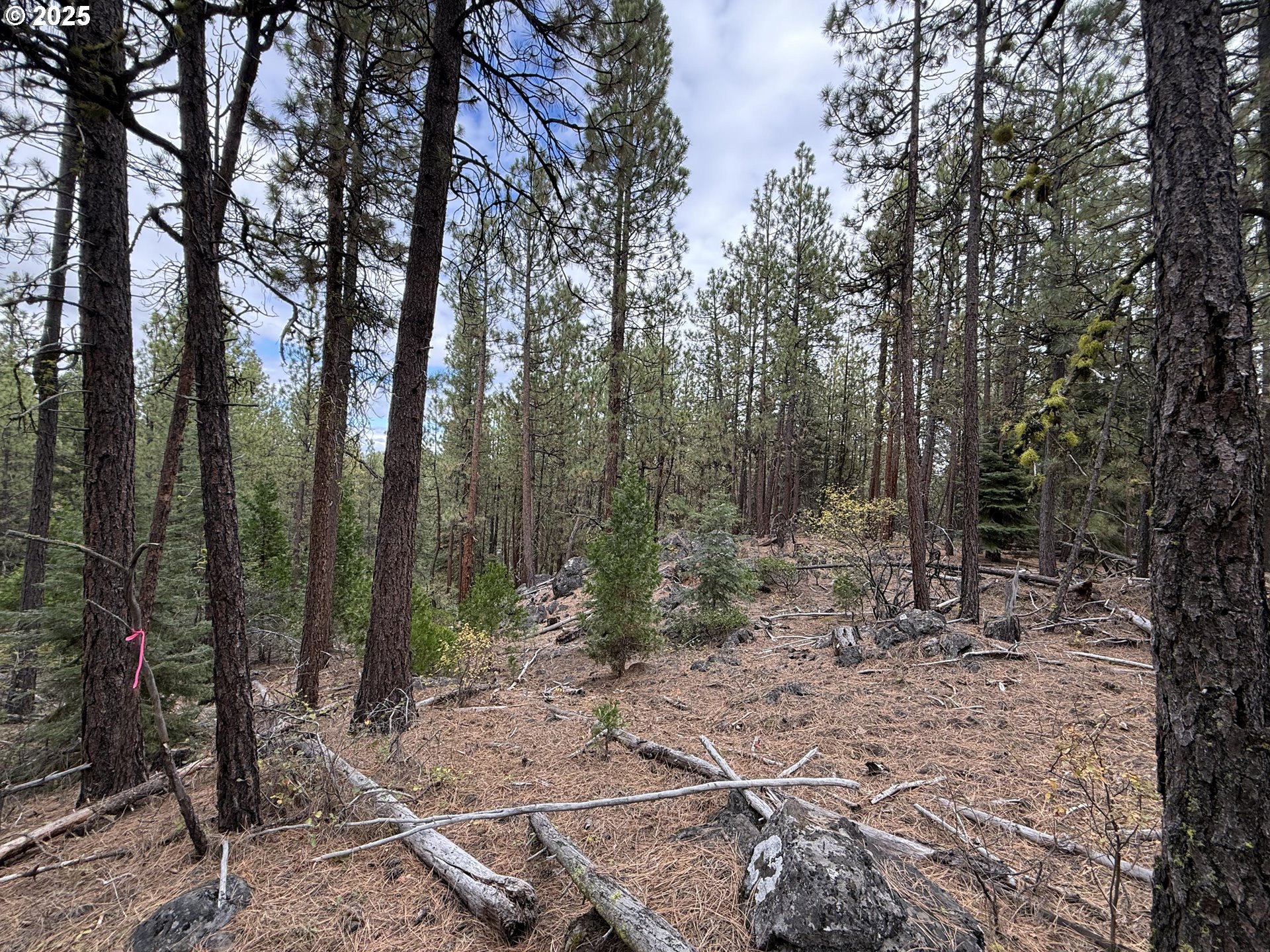 0 Whiskey Creek Road Sprague River, OR 97639 - Photo 36 of 41 a view of a forest filled with trees