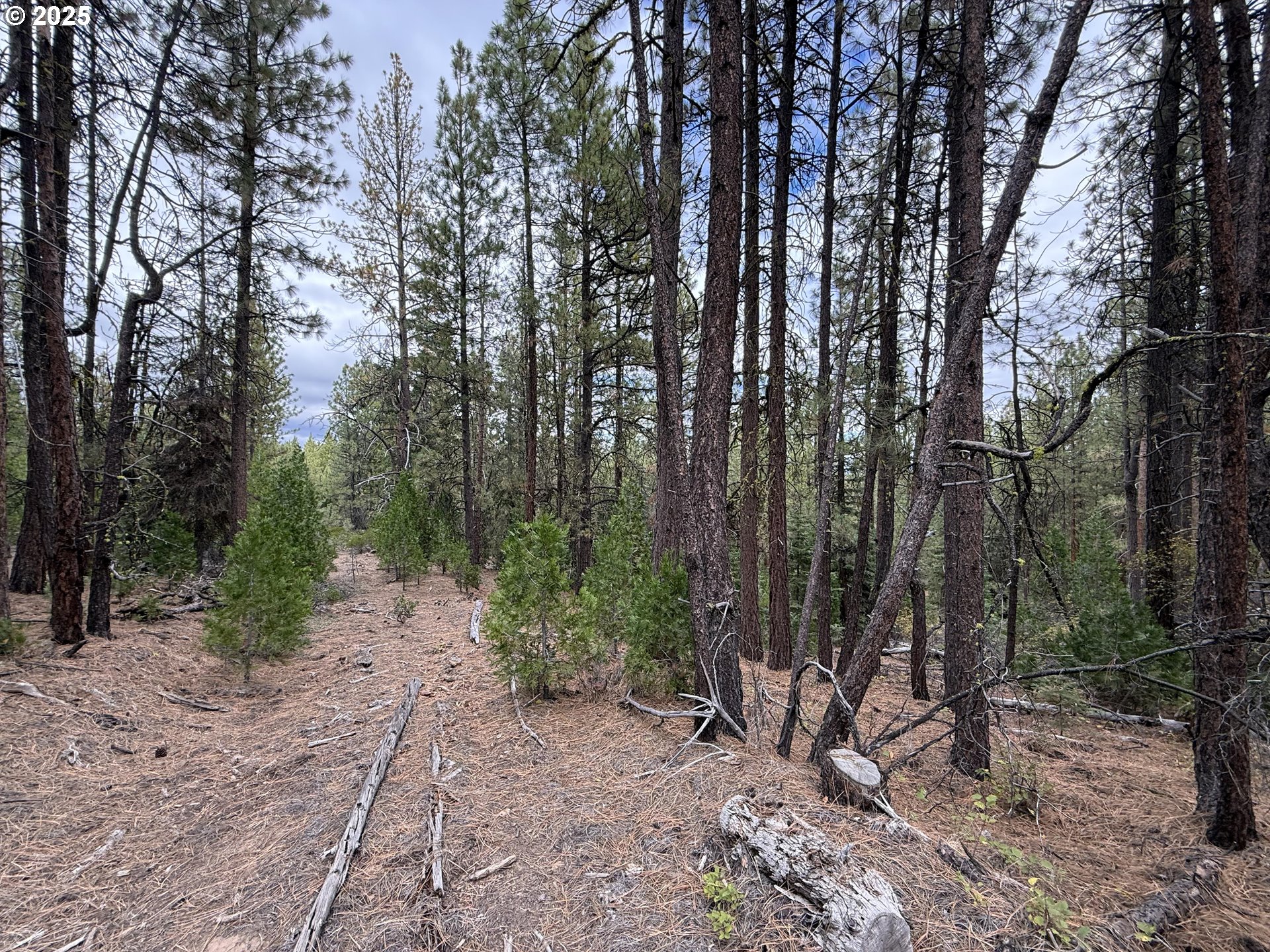 0 Whiskey Creek Road Sprague River, OR 97639 - Photo 37 of 41 a view of a forest with trees