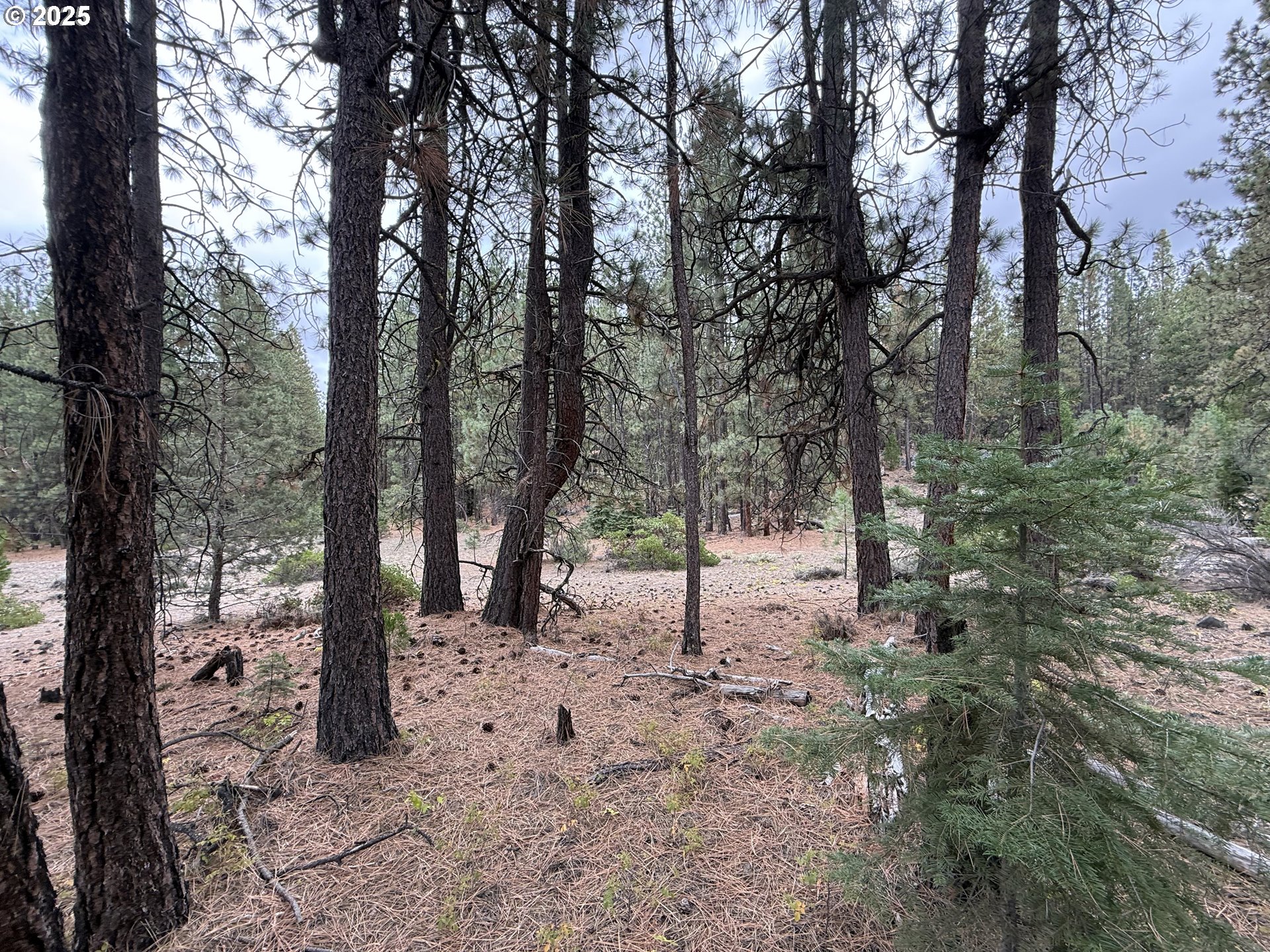 0 Whiskey Creek Road Sprague River, OR 97639 - Photo 38 of 41 a view of a forest covered with trees