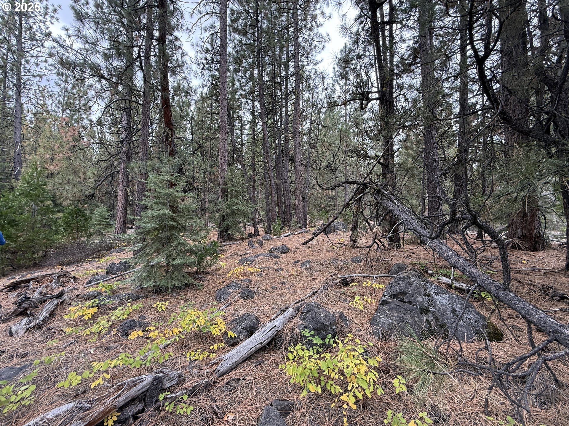0 Whiskey Creek Road Sprague River, OR 97639 - Photo 39 of 41 a view of a tree in a yard