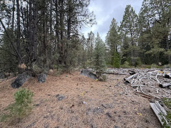 a view of a forest with trees in the background