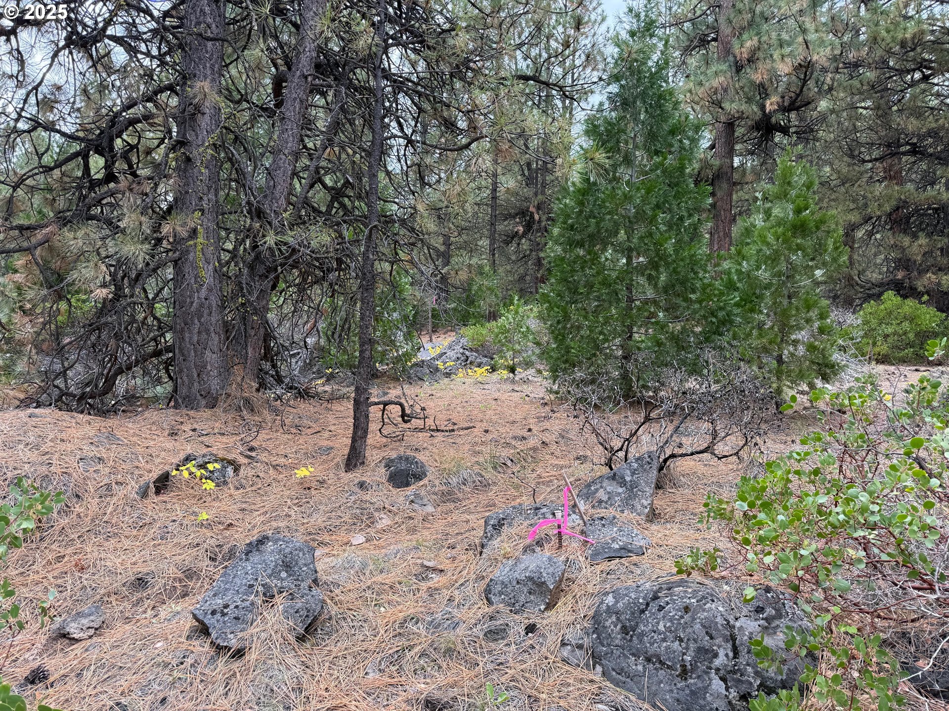 0 Whiskey Creek Road Sprague River, OR 97639 - Photo 4 of 41 a view of a forest with trees