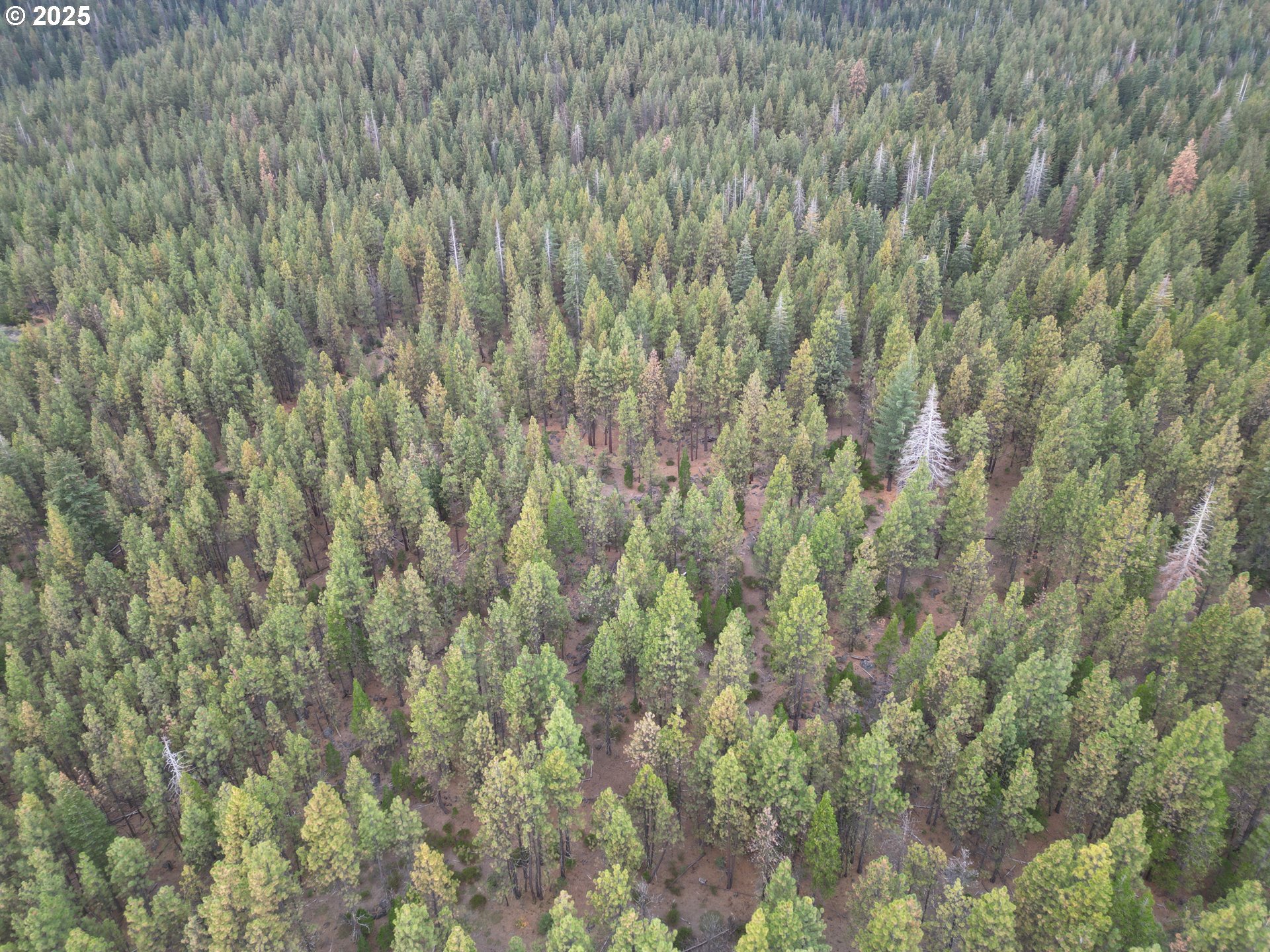 0 Whiskey Creek Road Sprague River, OR 97639 - Photo 7 of 41 a view of a yard