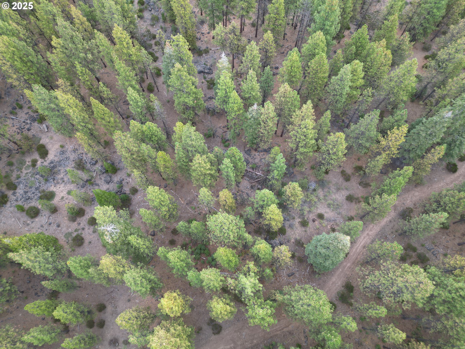 0 Whiskey Creek Road Sprague River, OR 97639 - Photo 9 of 41 a view of a forest with a tree