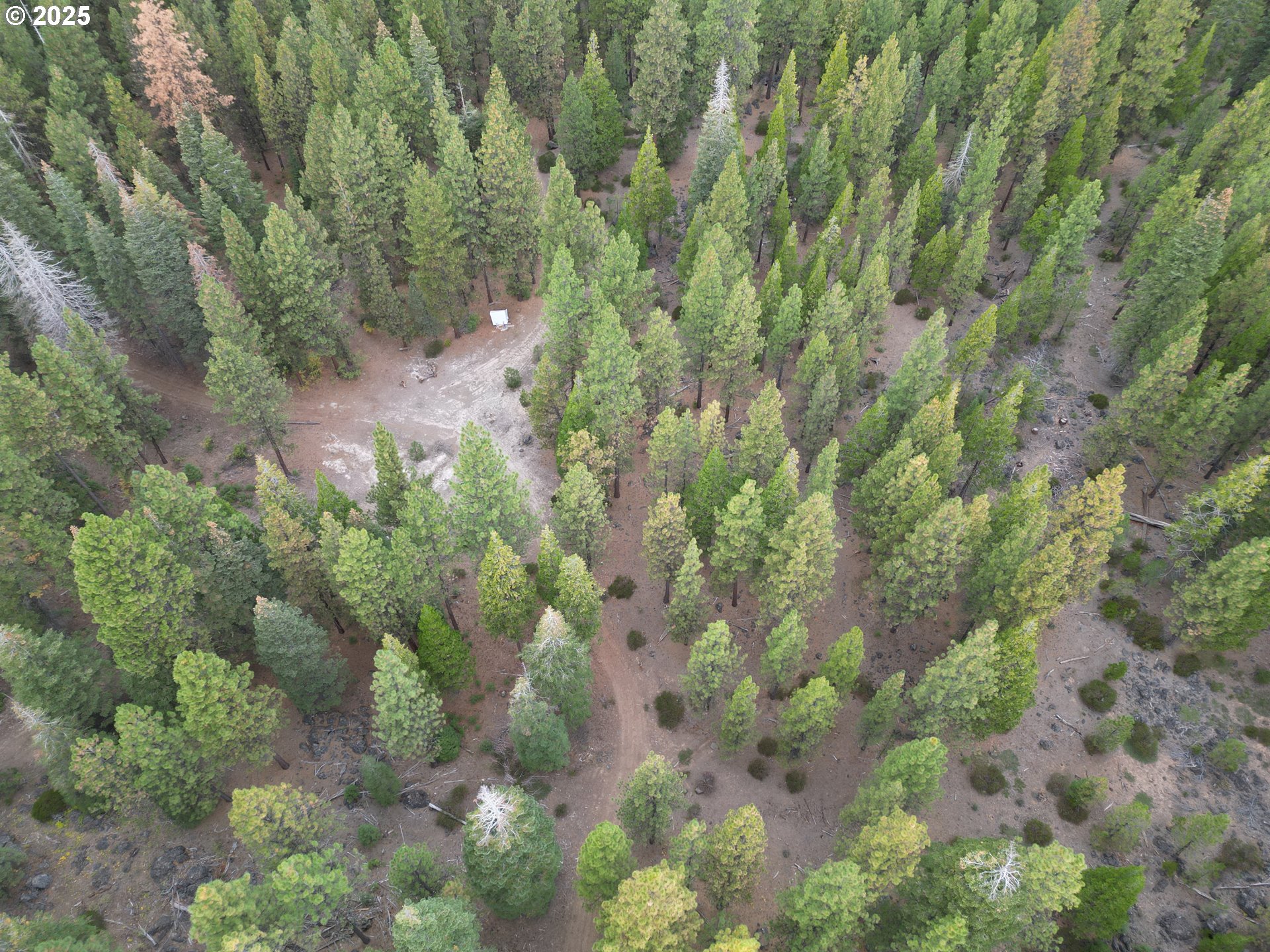 0 Whiskey Creek Road Sprague River, OR 97639 - Photo 10 of 41 a view of a forest with a tree