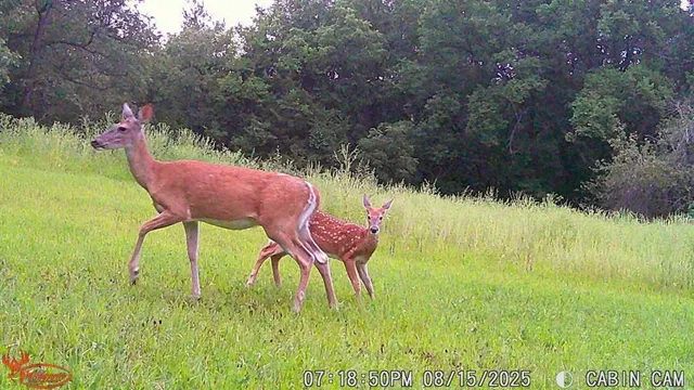 a backyard of a house with lots of green space and fog