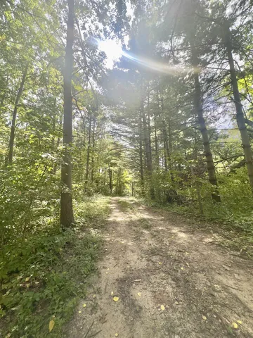a view of a lush green forest