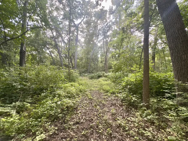 a view of forest