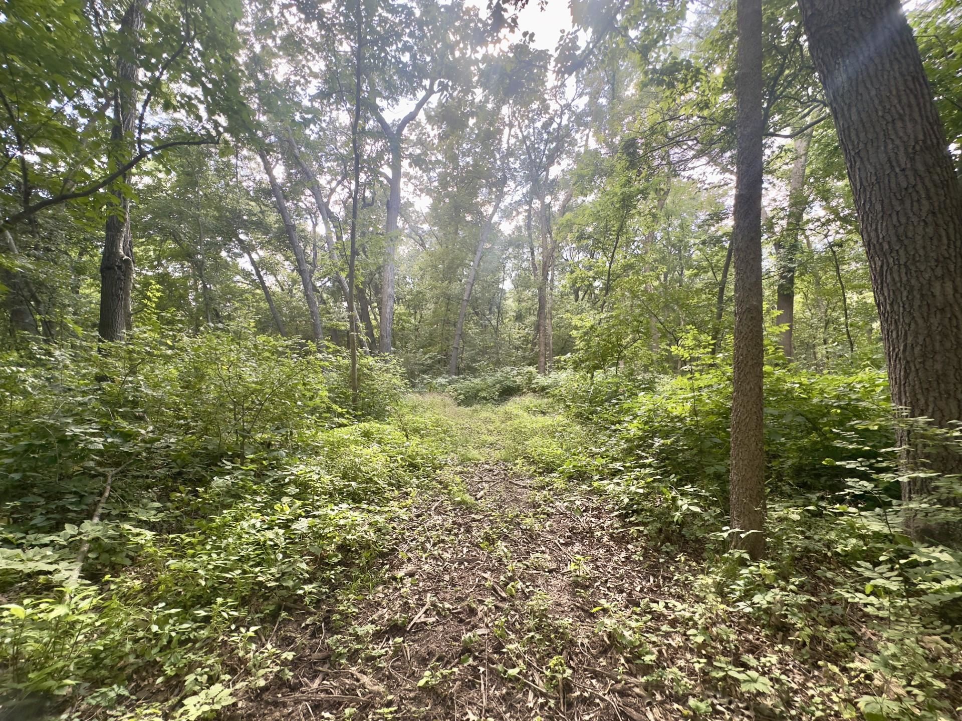 14094 Three Mile Road Savanna, IL 61074 - Photo 17 of 24 a view of a lush green forest