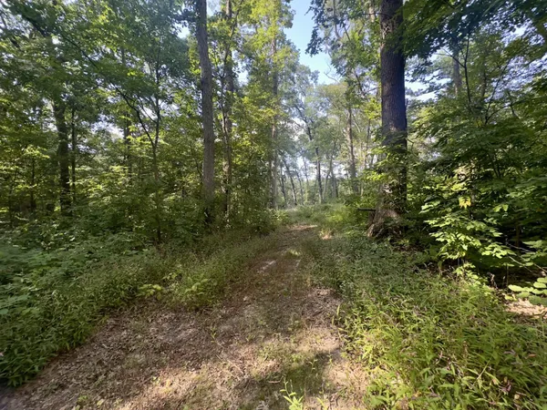 a view of a yard with plants and large trees