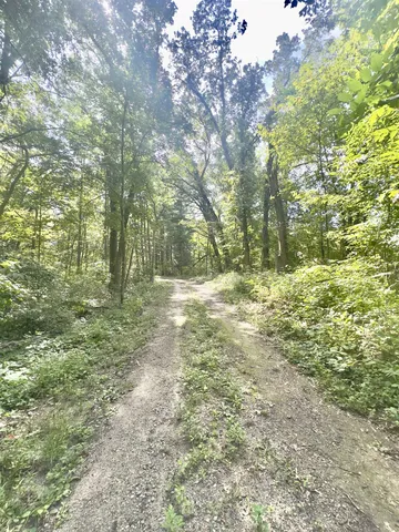 a view of a forest with lots of trees
