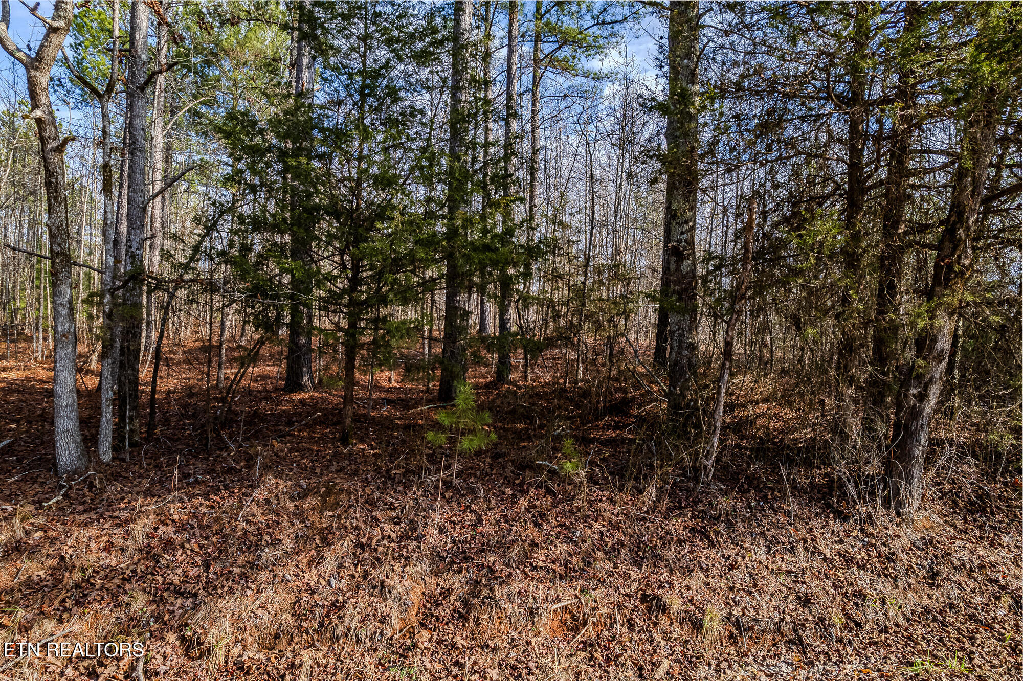 20.05 Acres Charles Road Decatur, TN 37322 - Photo 7 of 10 00 Charels Rd-7