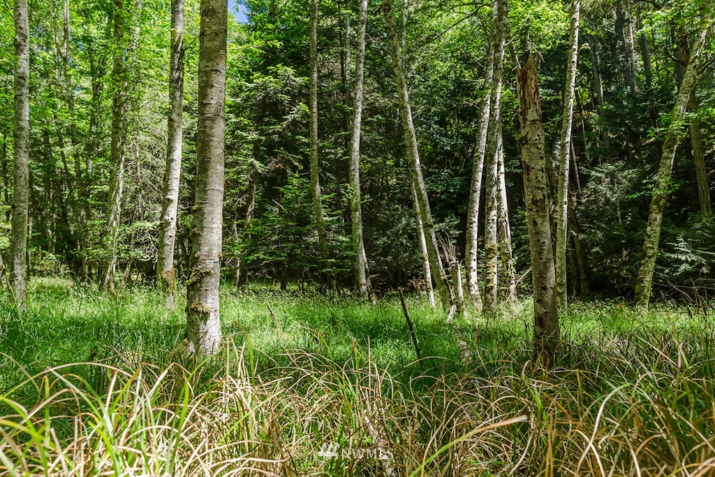 0 Guthrie Cove Road Orcas Island, WA 98280 - Photo 11 of 25 Gallery Image 11