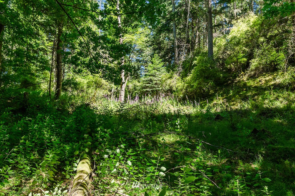0 Guthrie Cove Road Orcas Island, WA 98280 - Photo 16 of 25 Gallery Image 16