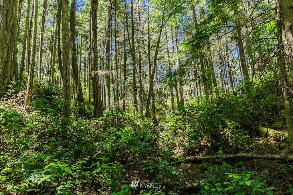 0 Guthrie Cove Road Orcas Island, WA 98280 - Photo 20 of 25 Gallery Image 20