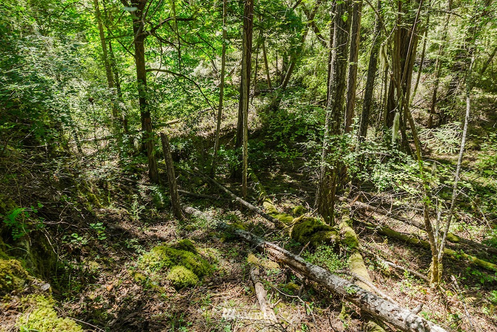 0 Guthrie Cove Road Orcas Island, WA 98280 - Photo 23 of 25 Gallery Image 23