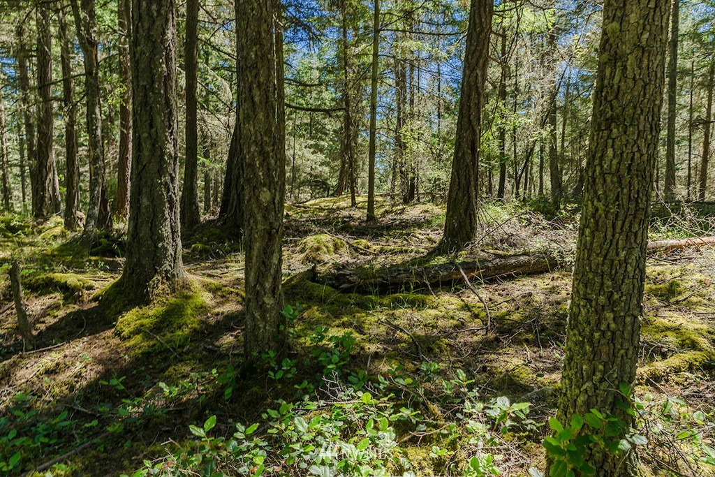 0 Guthrie Cove Road Orcas Island, WA 98280 - Photo 25 of 25 Gallery Image 25