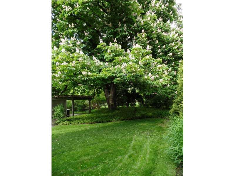 8 Midway Road Mt. Lebanon, PA 15216 - Photo 25 of 25 Yard/Garden.