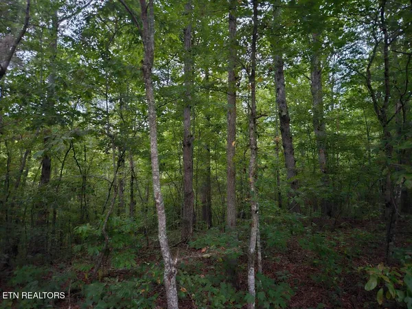 $429,900 | 0 Sandy Road, Wilder, TN 38589