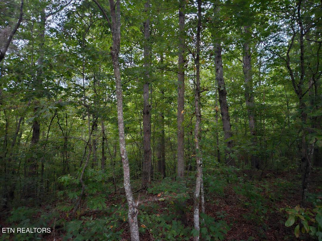 0 Sandy Road Wilder, TN 38589 - Photo 4 of 10 thumbnail (5)